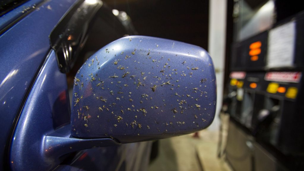 comment retirer les insectes d'une voiture